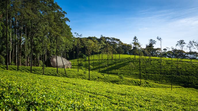 Pick your own tea leaves