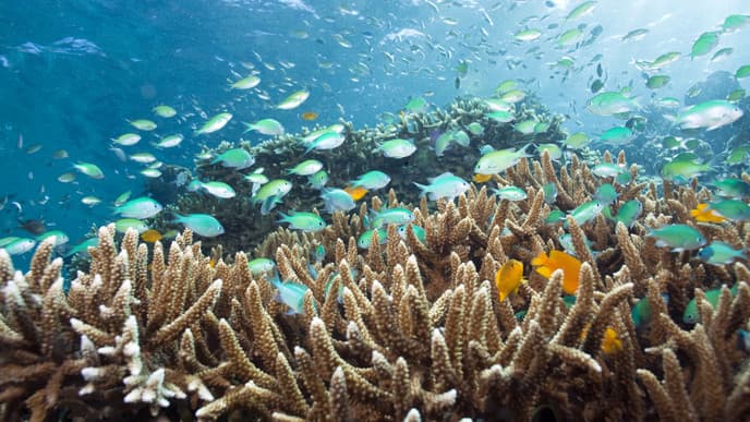 Unforgettable Adventures Under Water