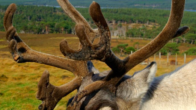 Get Up Close to Gentle Reindeers