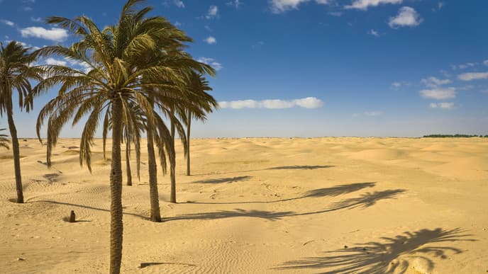 A day of desert adventures!