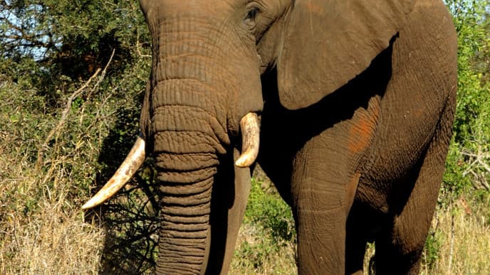 Embark on a Game Drive through Kruger