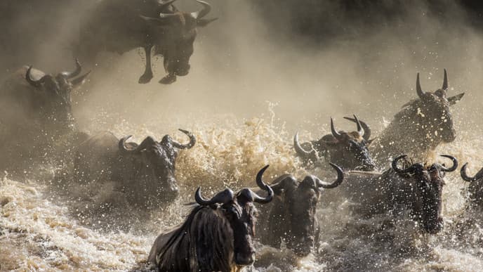 Flussüberquerung der Wildtiere in der Sererngeti