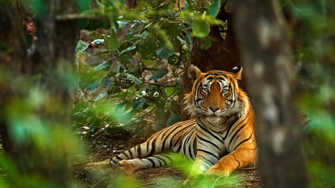 Safari im Ranthambore-Nationalpark