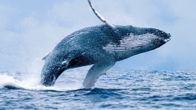 Wonderful whales