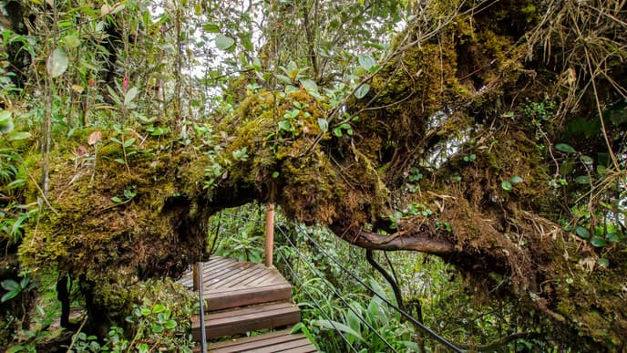 See the Sunrise from the Top of Mount Brinchang