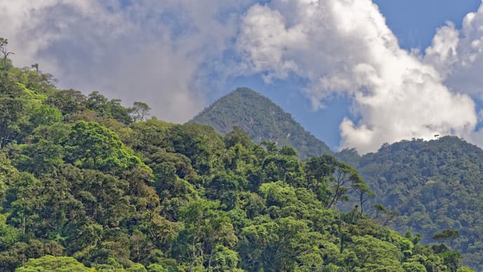 Pink dolphins & indigenous immersion