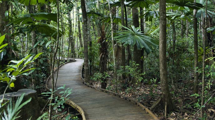 Journey to Cape Tribulation