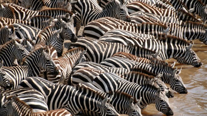 Das größte Naturschauspiel der Welt erleben