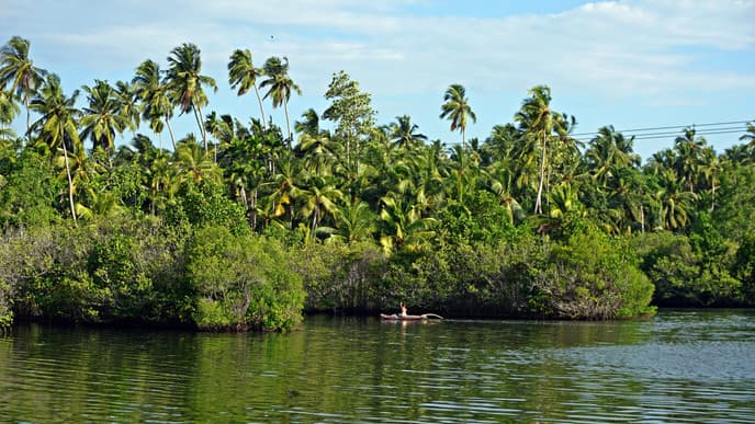 A search for leopards