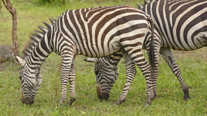 Head To Lake Mburo National Park