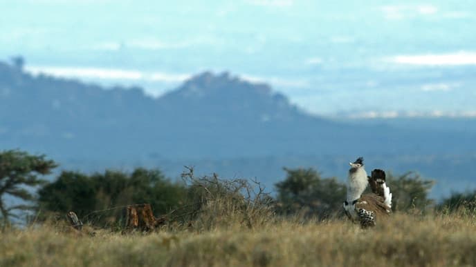 Afternoon game drive & endangered species