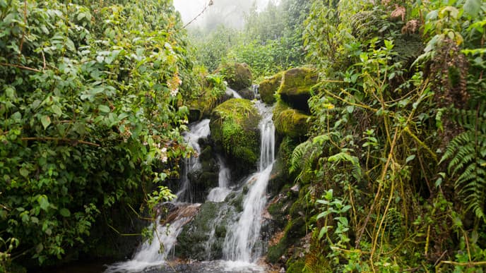 Explore The Rwenzori Mountains In Depth