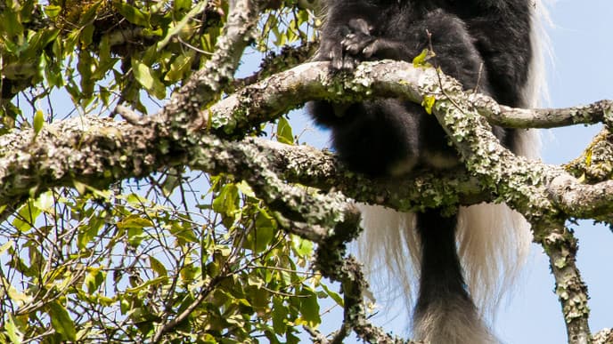 Die Tierwelt im Arusha Nationalpark