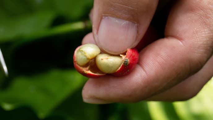Das Leben der Einheimischen in Providencia