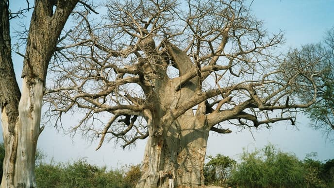 Exotische Fauna und Flora im Mahango Nationalpark