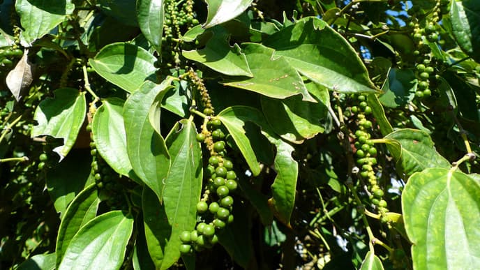 Have a Go at Conservation in Kampot
