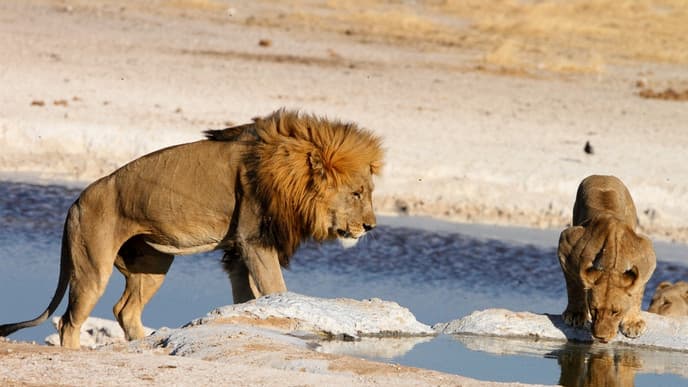 Wer entdeckt das Rhino zuerst?