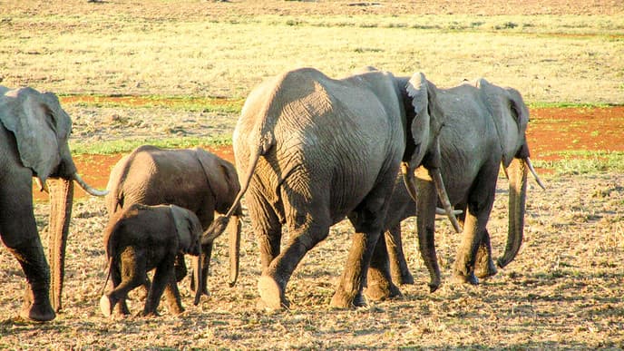 Der Kilimandscharo so nah...