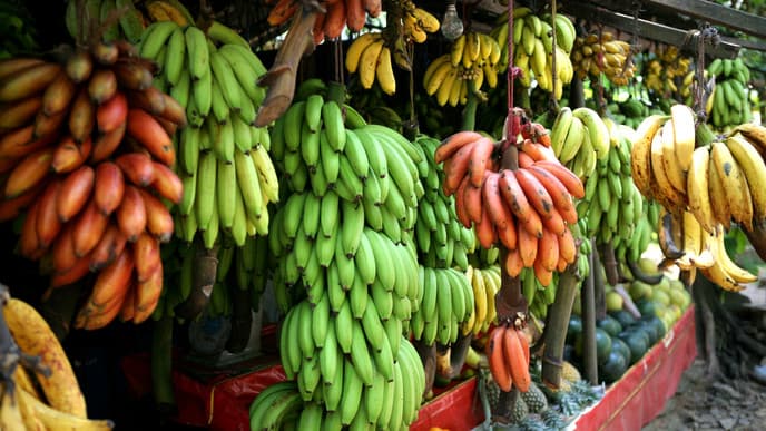 Willkommen auf der Insel des Ceylon-Tees!