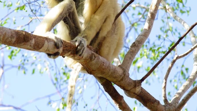 Vom Aussterben bedrohte Lemuren