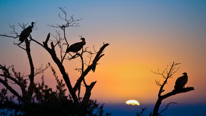 Die Wildnis im Afrikanischen Busch erleben
