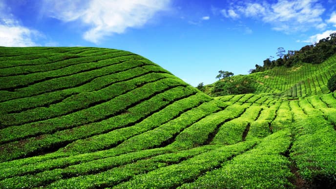 Adventure Through the Cameron Highlands