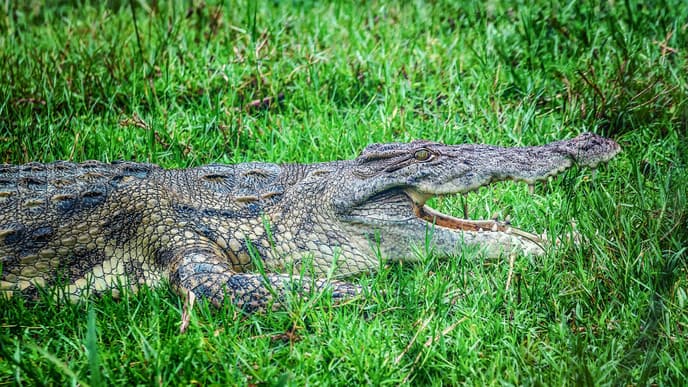 Krokodile am Ufer des Lake Mburo