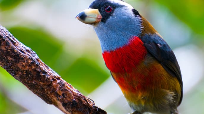 Vogelparadies Mindo & Mitad del Mundo