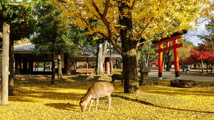 Shika-Damwild in Nara