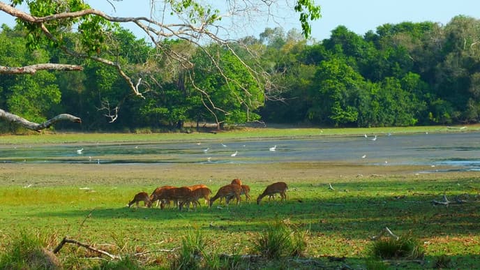 Journey to Wilpattu