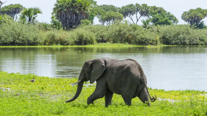 In Search of Elephants