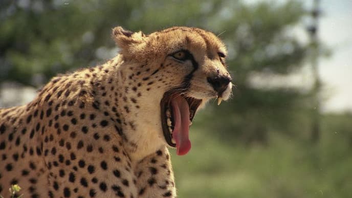 Auf Wiedersehen, Namibia!