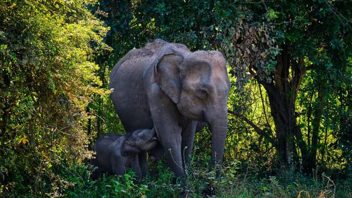 Morning with monkeys & elephant safari