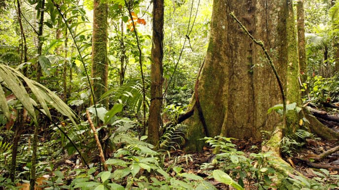 The Majestic Amazon Jungle