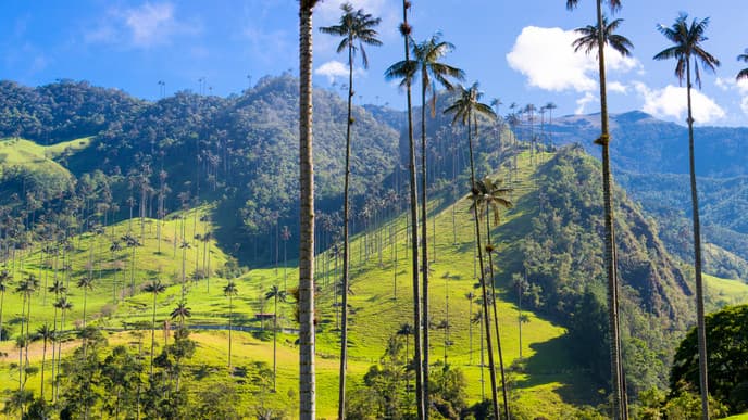 Visit the unique Cocora Valley & the town of Salento