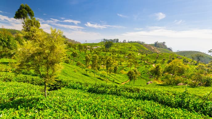 Nuwara Eliya Tea Plantations