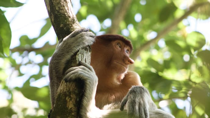Houseboat to Tanjung Puting National Park