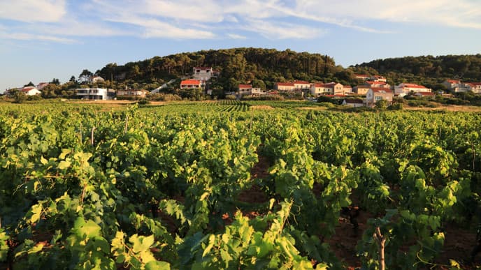 Korcula private Lumbarda wine tour