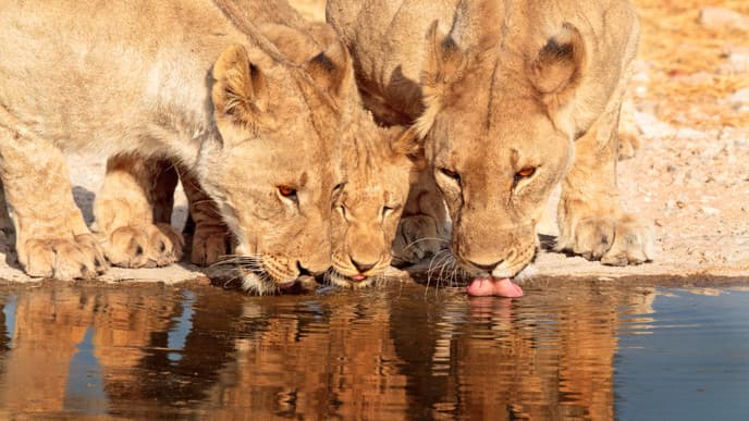 Das absolute Highlight des Landes erwartet Sie
