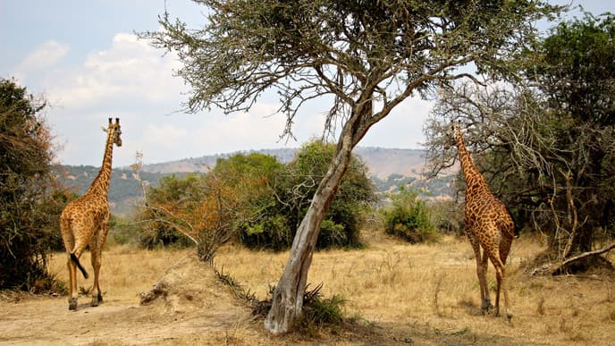 Spot Animals in Akagera National Park