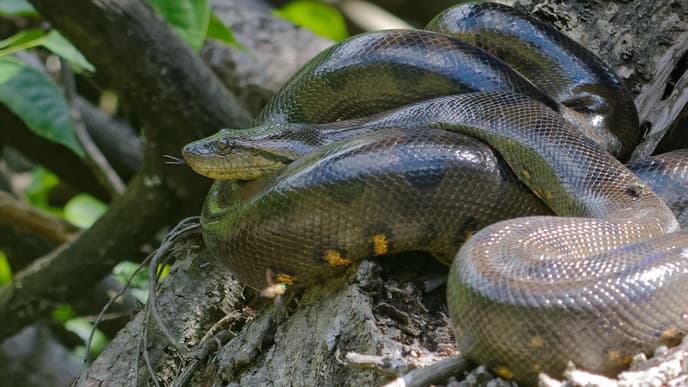 Visit an indigenous community