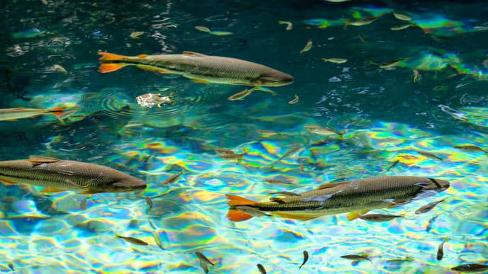 Schnorcheln in einem Fluss