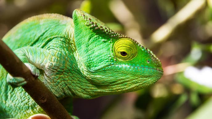 Besuch im Maromizaha Reservat