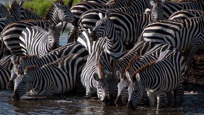 Vom Ngorongoro Hochland in die Serengeti