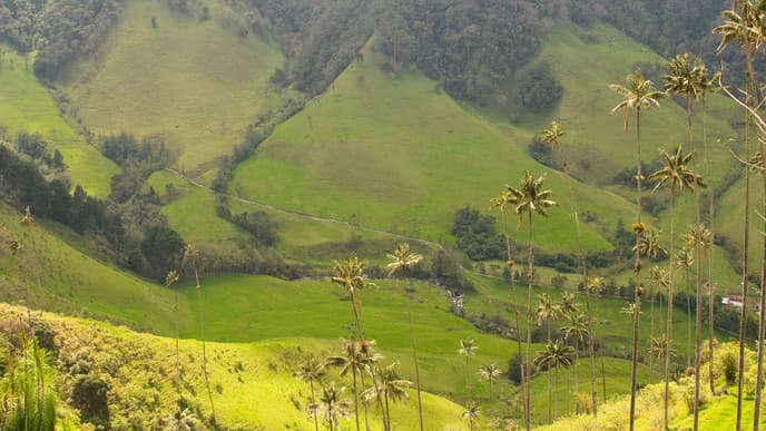 Hiking the Cocora Valley