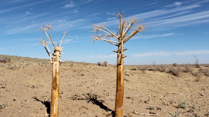Discover the Desert in en route to Bukhara