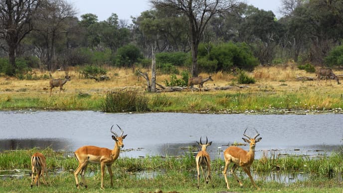 Delta cruise and game drive