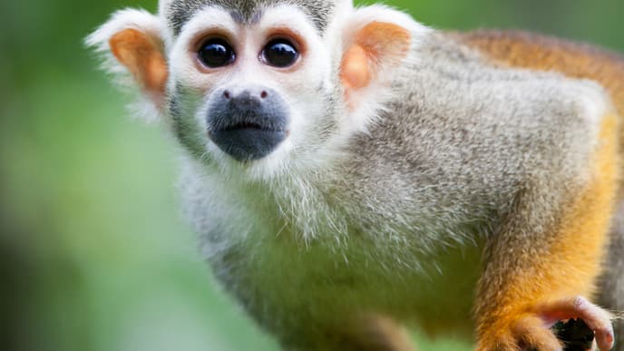 Hike the Exciting Rainforest