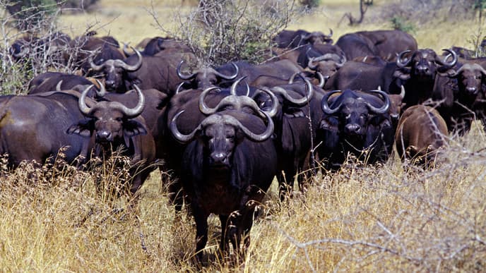 Look Out for the Big Five