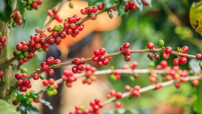Coffee farm homestay